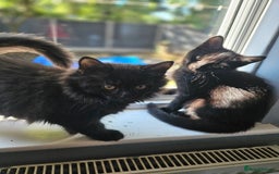 British Shorthair cats for sale: 4 beautiful kittens for sale  - Image 28