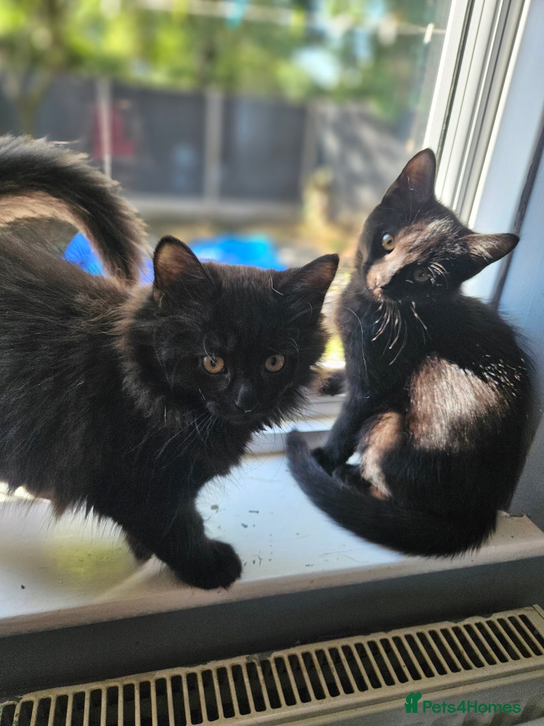 British Shorthair cats for sale: 4 beautiful kittens for sale  - Image 28
