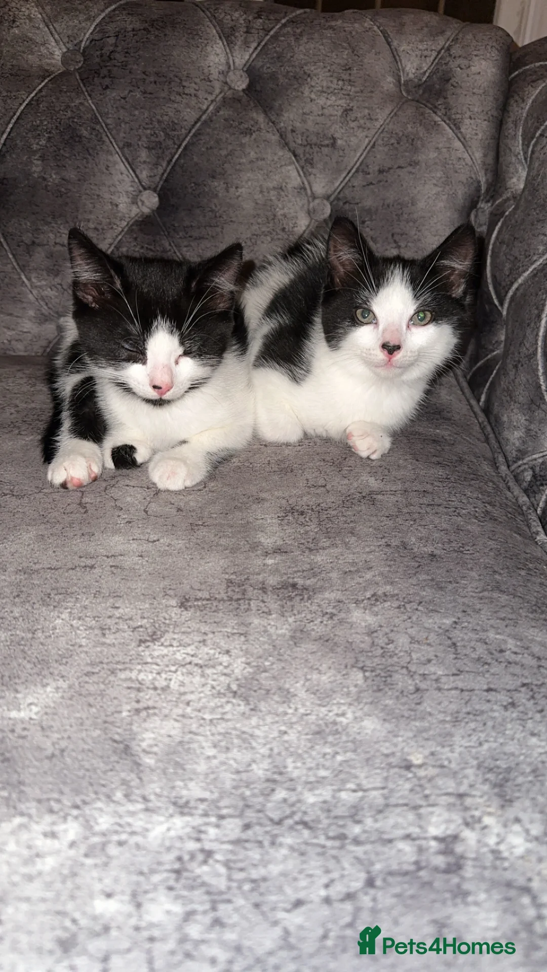 British Shorthair cats for sale: 2 lovely black and white shorthairs - Advert 1