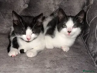 British Shorthair cats 2 lovely black and white shorthairs - Advert 4