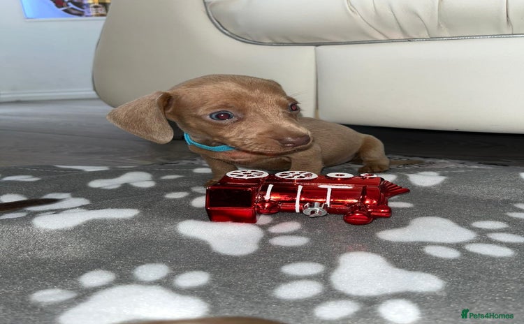 Dachshund dogs - Advert 28