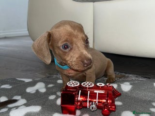 Dachshund dogs - Advert 1