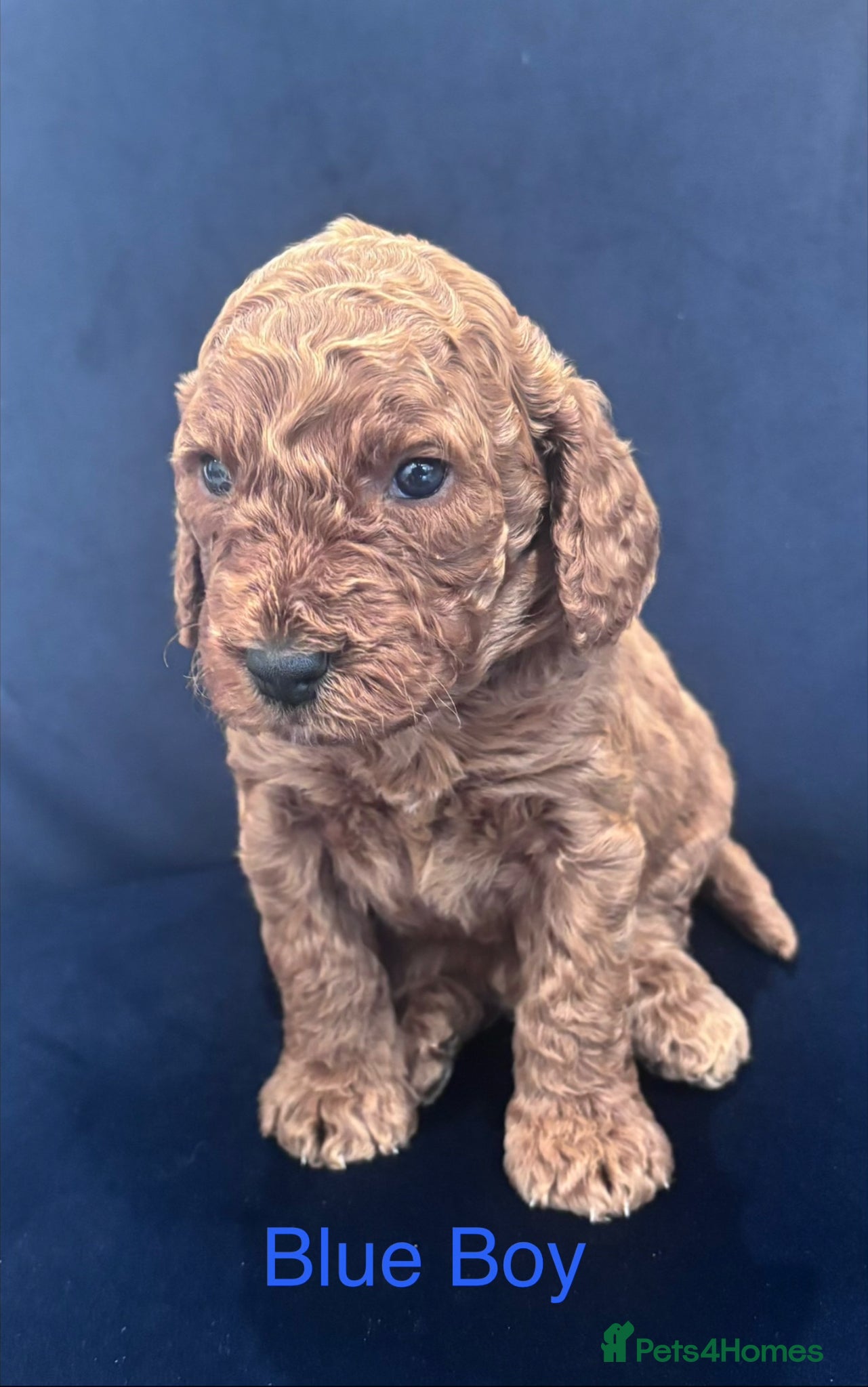 Cavapoo dogs for sale: Stunning Red Cavapoo Puppies - Advert 9