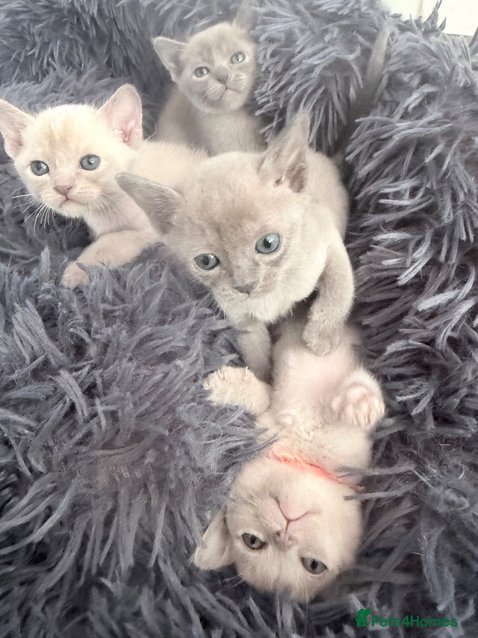 Burmese cats GCCF registered - Home Raised Burmese Kittens - Advert 2