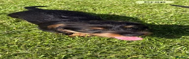 Dachshund 1 - red collar - Black and Tan 