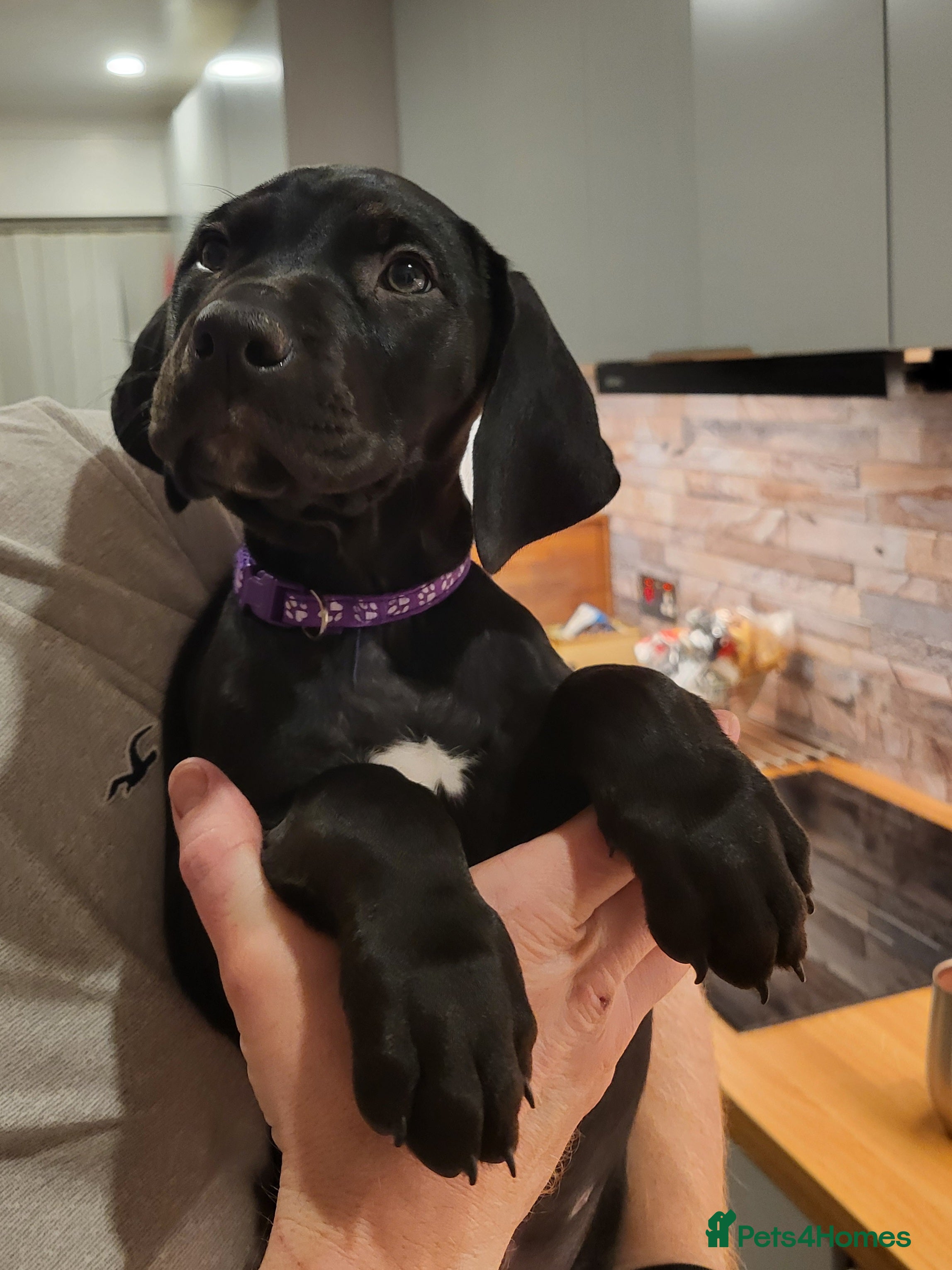 Mixed Breed dogs Alaunt (Alano) - Advert 14