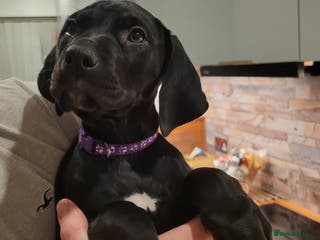 Mixed Breed dogs Alaunt (Alano) - Advert 14