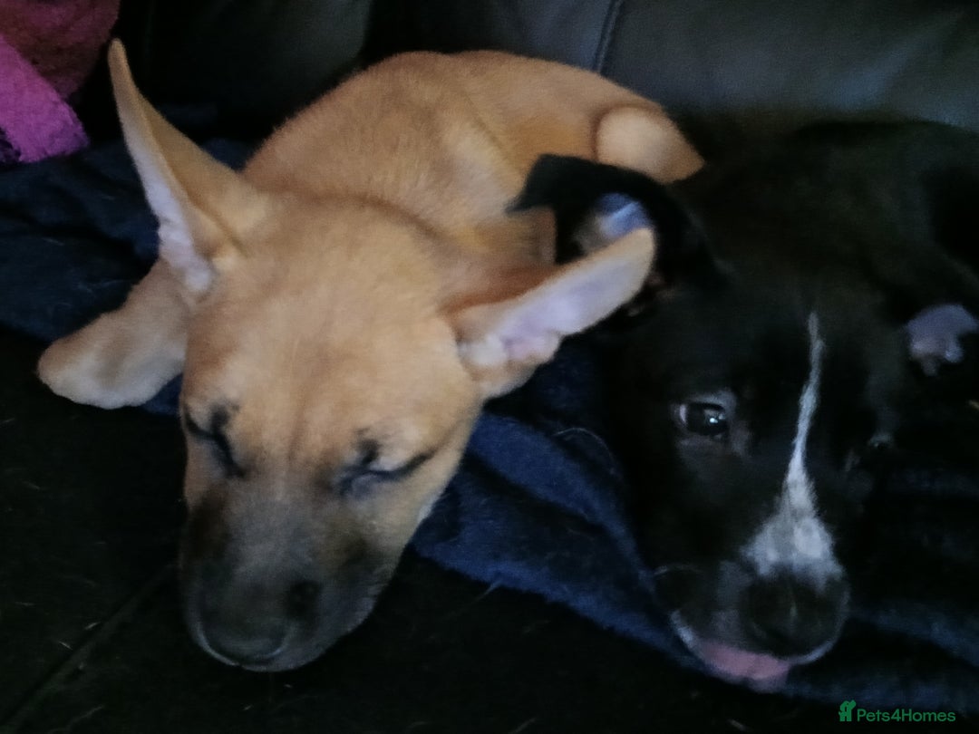 Mixed Breed dogs for sale: 2 female mal x  - Advert 2