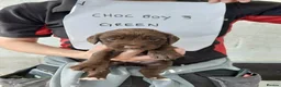 Sprocker dogs for sale: Sprocker pups for sale ( Springer x Cocker) - Advert 12
