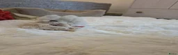Bichon Frise dogs for sale: Male Bichon Frise 8 WEEKS OLD. Health and active  - Advert 4
