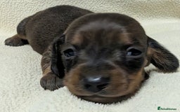 Miniature Dachshund dogs for sale: Quality KC / PRA Clear Minature Dachshund Puppies  - Image 20