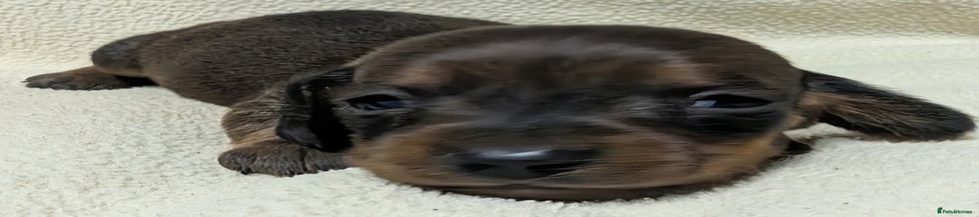 Miniature Dachshund Puppy 4