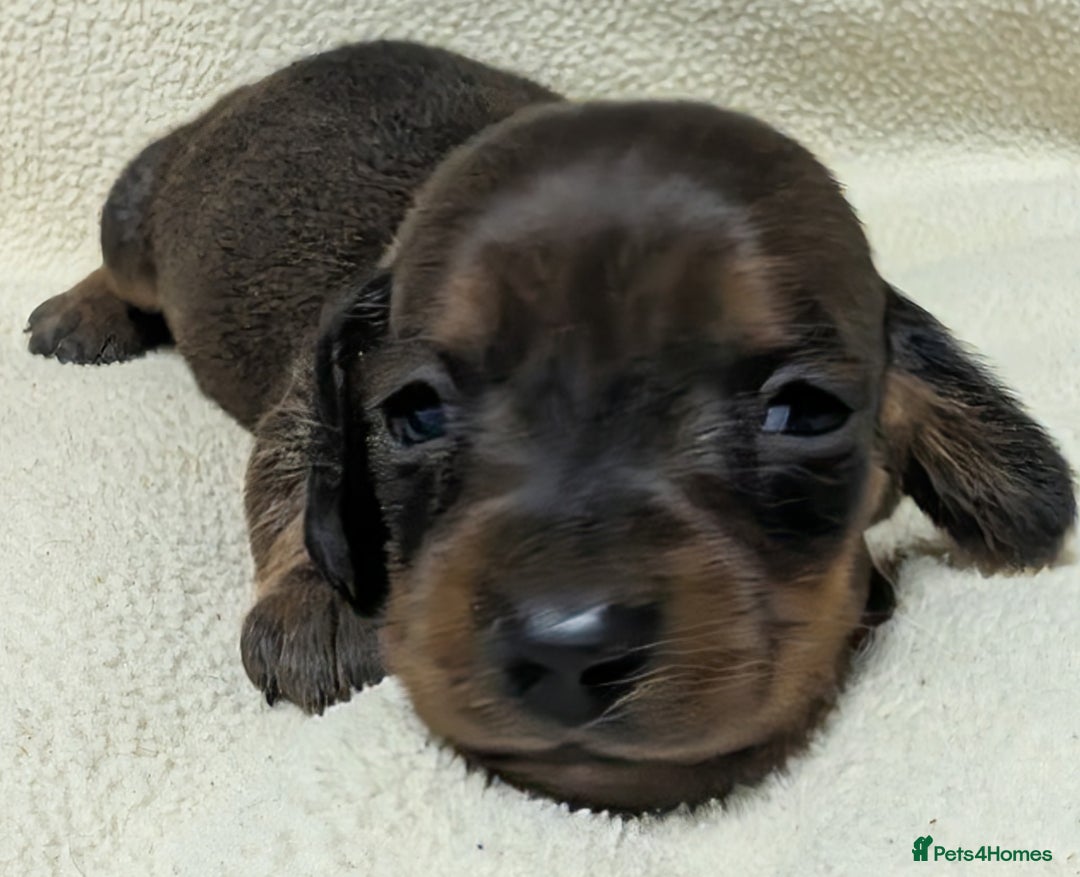 Miniature Dachshund dogs for sale: Quality KC / PRA Clear Minature Dachshund Puppies  - Image 20