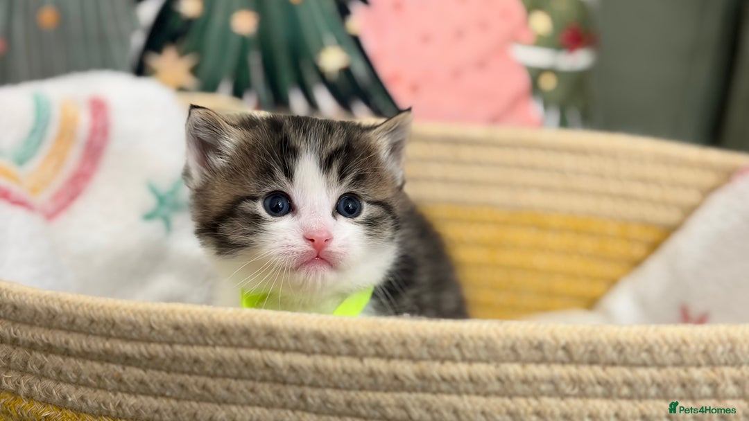 Siberian cats for sale: 4 Beautiful Siberian Cross Kitties 💗 - Advert 8