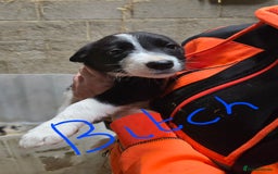 Border Collie dogs for sale: Border collie pups for sale - Image 4