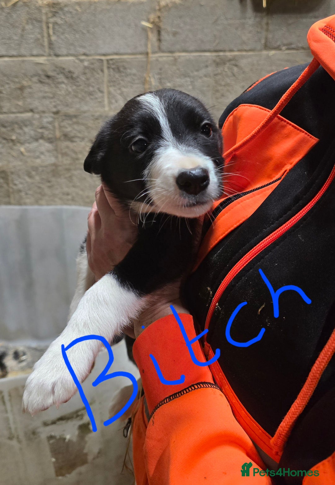 Border Collie dogs for sale: Border collie pups for sale - Image 4