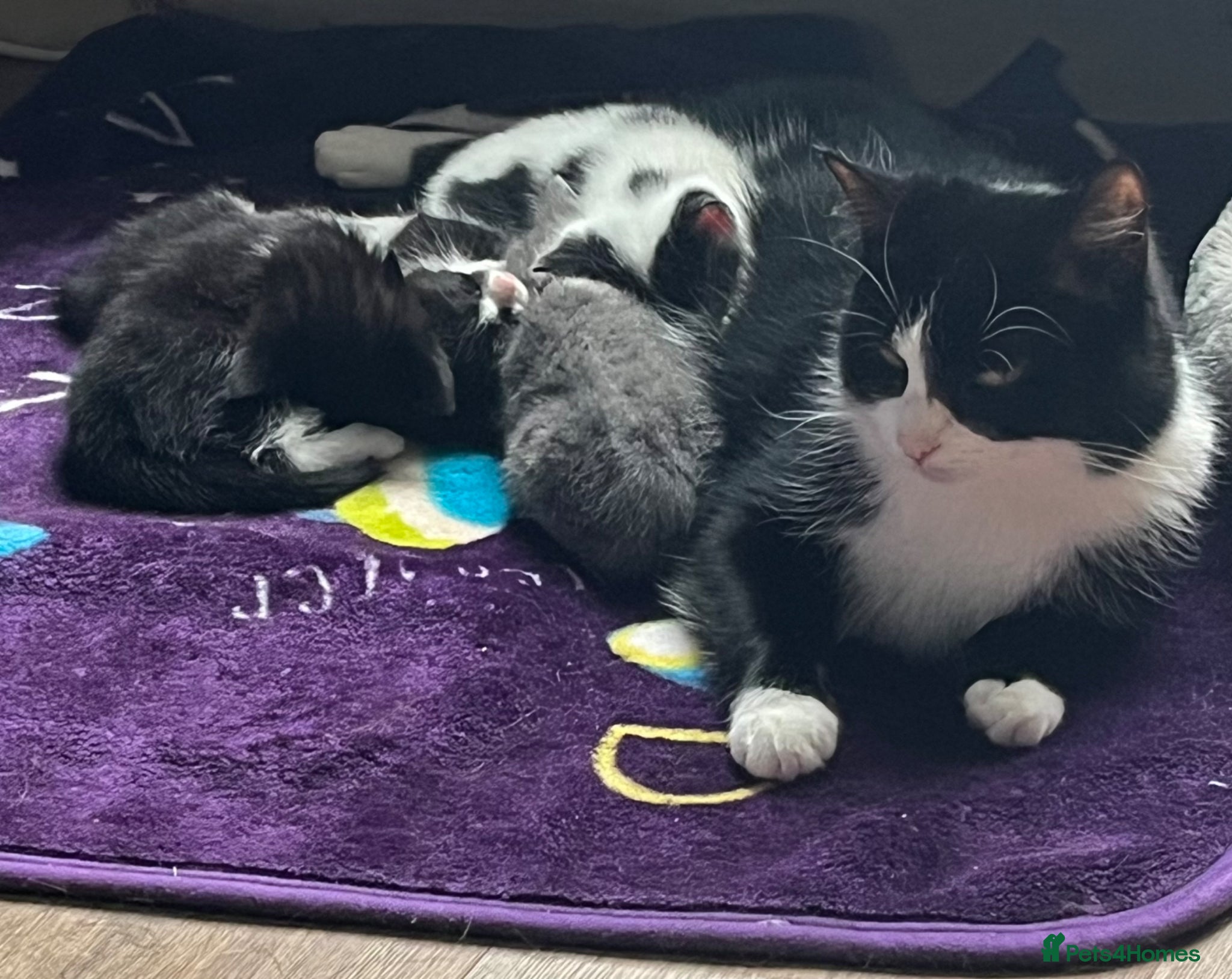 Mixed Breed cats Kittens looking for their forever home - Advert 1