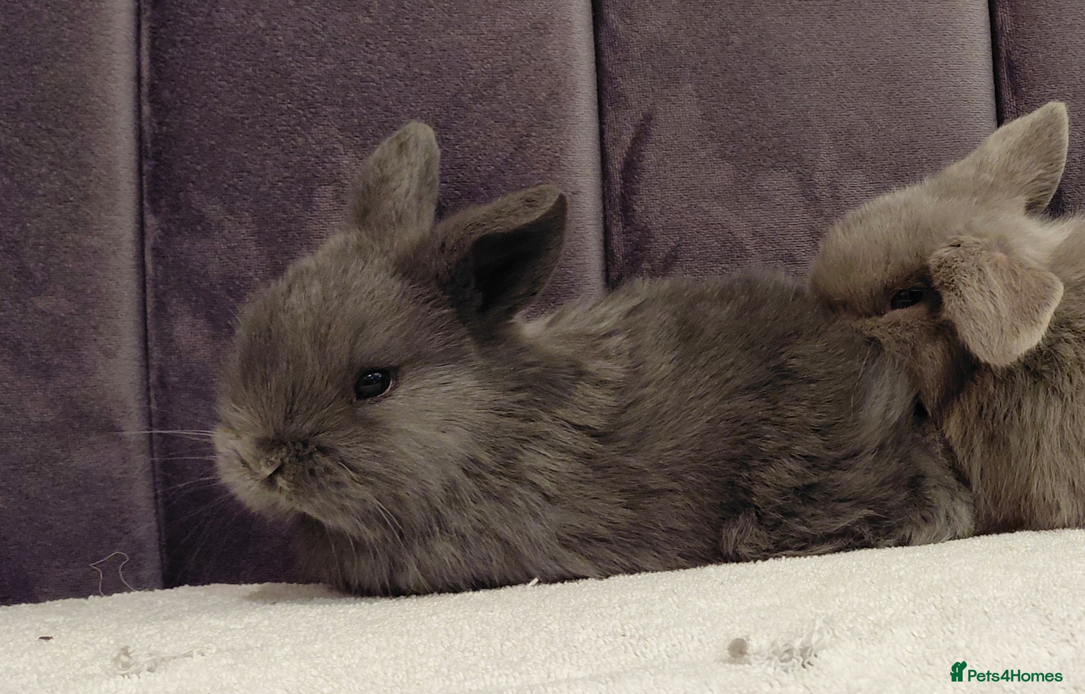 Mini Lop rabbits Gorgeous Mini Lop Baby Girl for sale - Advert 3