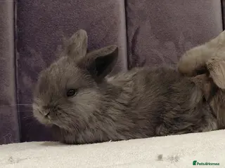 Mini Lop rabbits Gorgeous Mini Lop Baby Girl for sale - Advert 18