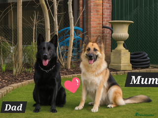 German Shepherd dogs Outstanding German Shepherd Puppies - Advert 9