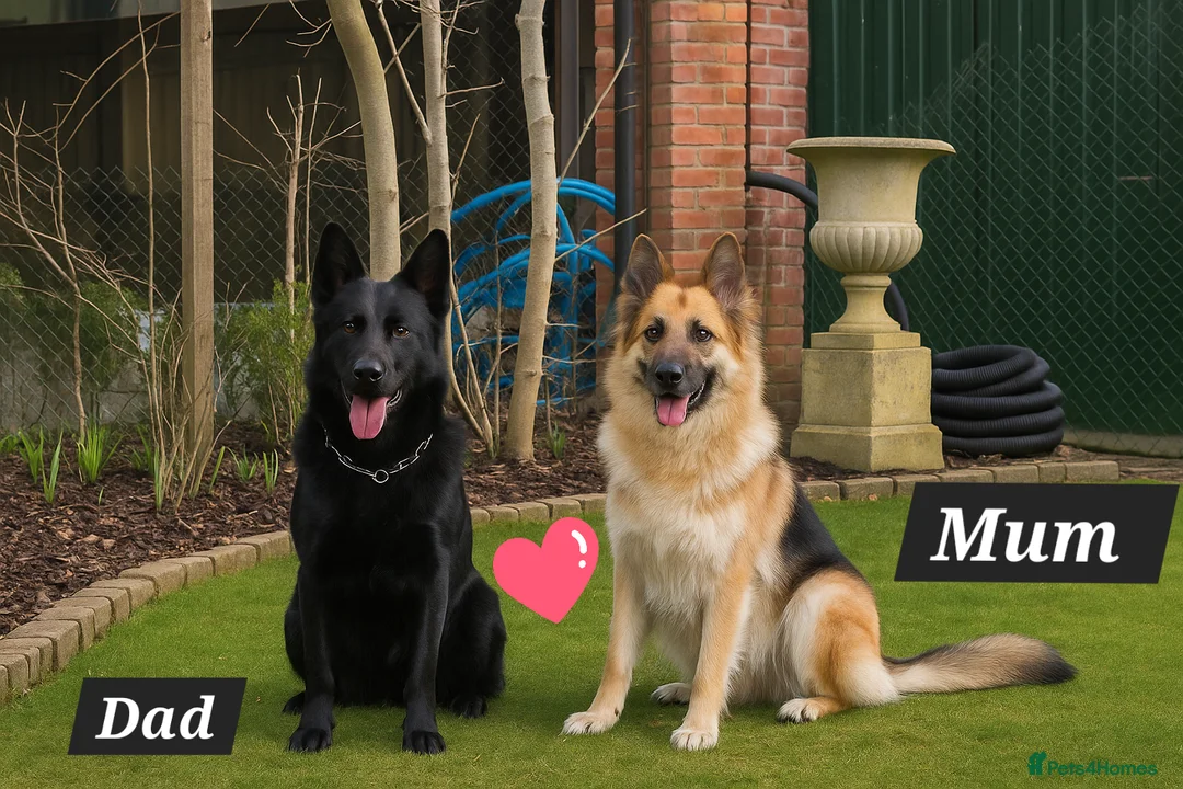 German Shepherd dogs for sale: Outstanding German Shepherd Puppies - Advert 6