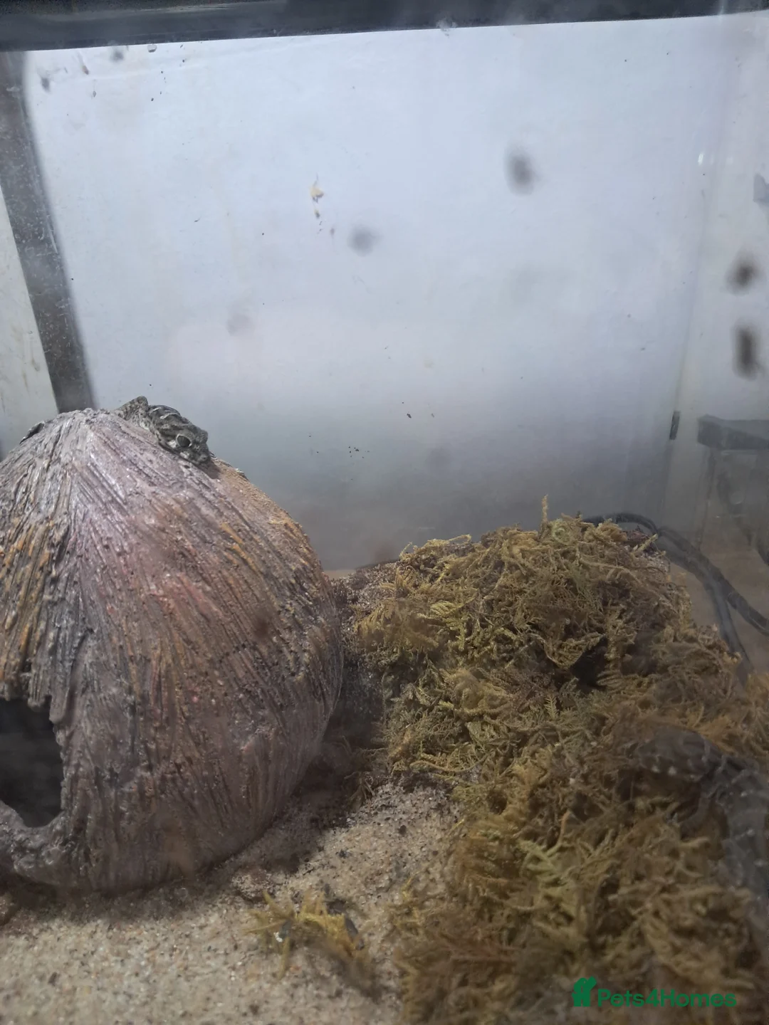 Gecko reptiles for sale: Two viper geckos and tank and uvb bulb and holder - Advert 6