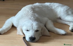 Golden Retriever dogs for sale: 10mnth Female Retriever  - Image 1
