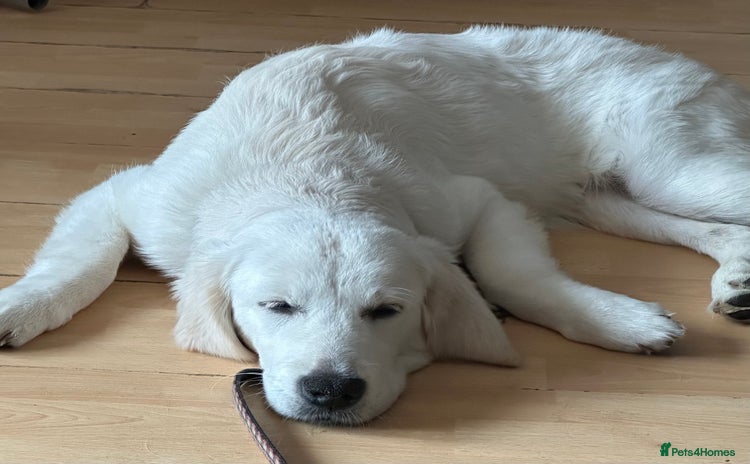 Golden Retriever dogs - Advert 3