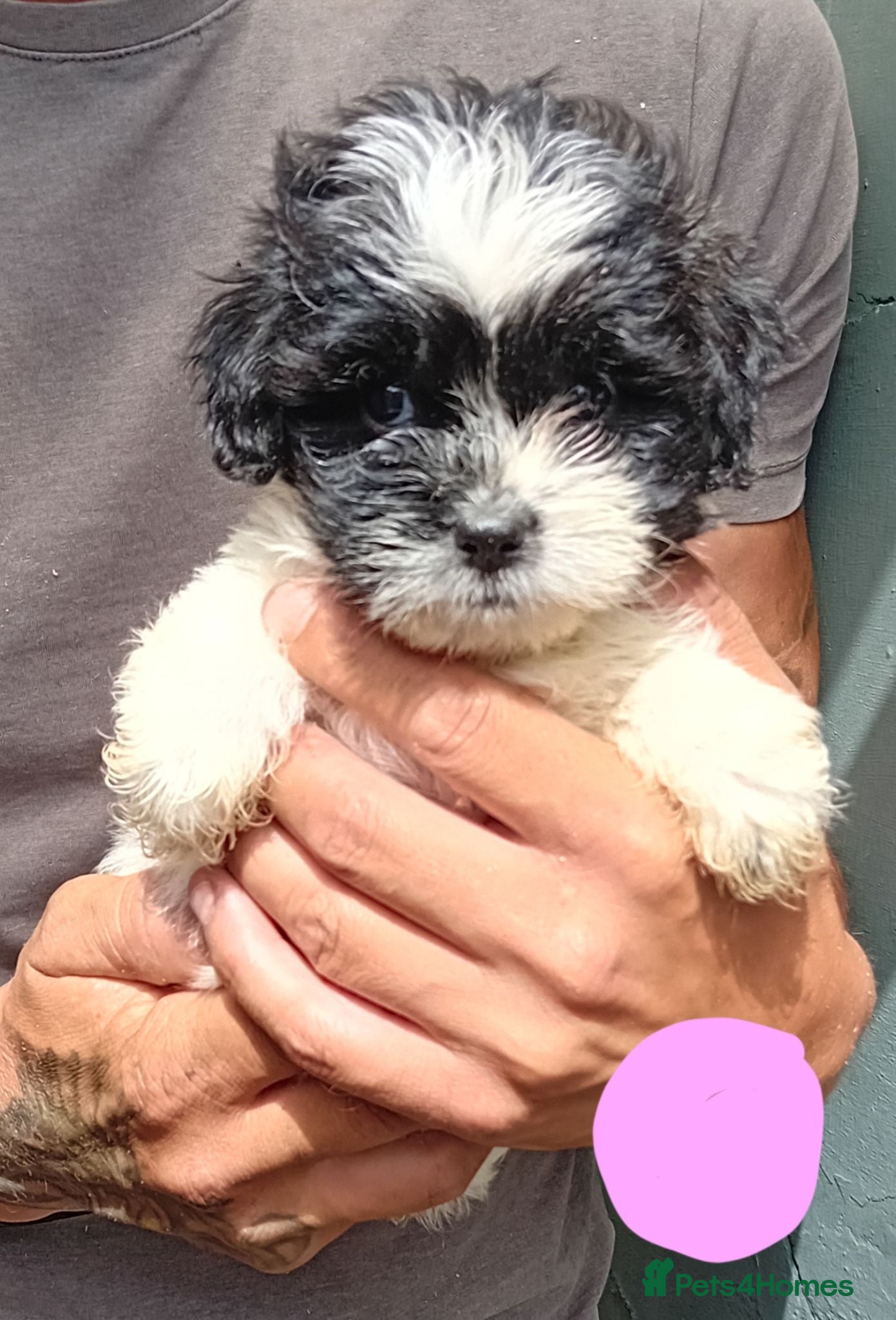Shihpoo dogs The tiniest puppies litter of 6 READY NOW 1 SOLD   - Advert 1
