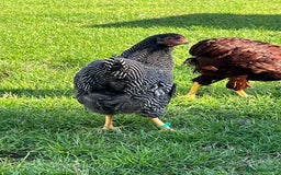 Chickens poultry for sale: Barred Plymouth Rock pure breed - Image 5