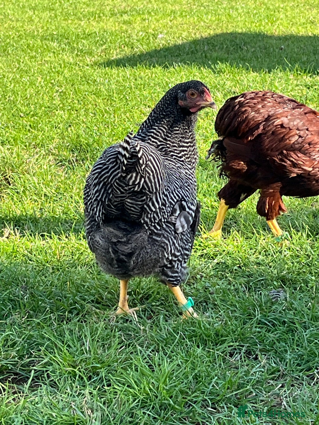 Chickens poultry for sale: Barred Plymouth Rock pure breed - Image 5
