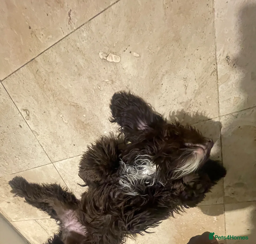 Cockapoo dogs for sale: 11 month old cockapoo in Stevenage - Advert 1