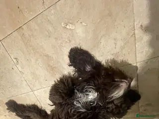 Cockapoo dogs 11 month old cockapoo - Advert 5