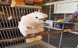 Cockatoo birds for sale: Moluccan Cockatoo - Image 2