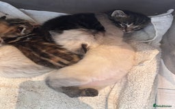 Domestic Shorthair cats for sale: 4 beautiful mix kittens (tabby and colour point) - Image 9