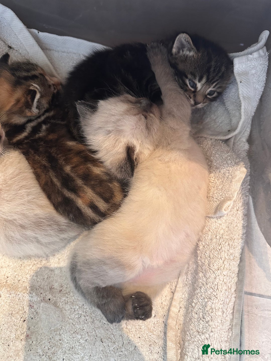 Domestic Shorthair cats for sale: 4 beautiful mix kittens (tabby and colour point) - Image 9