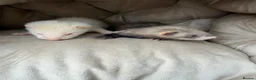 Ferret rodents for sale: 9 Gorgeous Ferret Kits - Advert 5