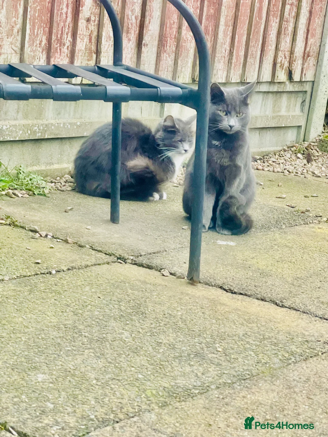 British Longhair cats for sale: British Longhair kitten in Coventry - Advert 1