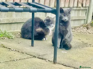 British Longhair cats British Longhair kitten - Advert 2