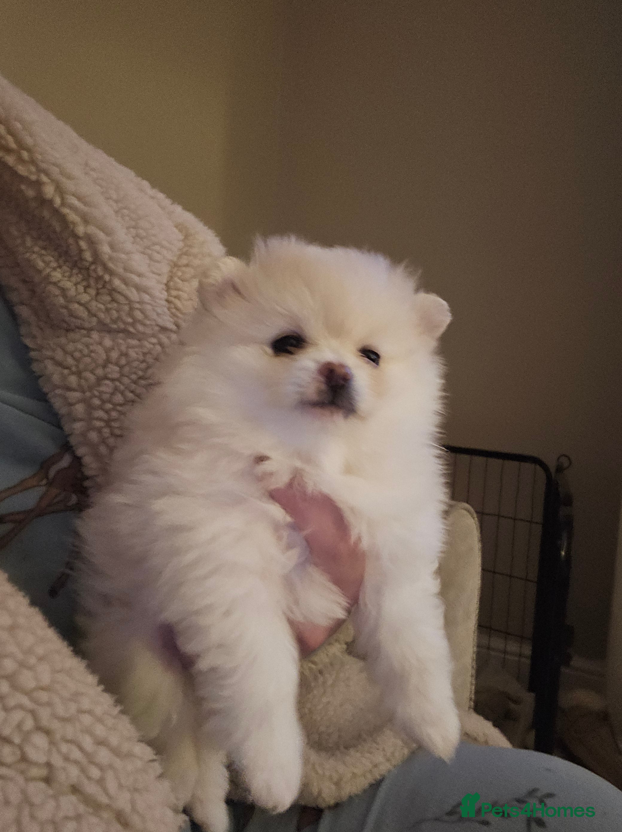 Pomeranian dogs 1 beautiful pomeranian girl left. - Advert 16