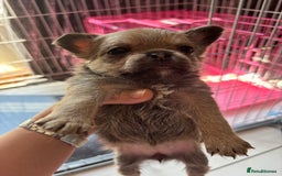Mixed Breed dogs for sale: 6 beautiful puppies for sale, 3 female and 3 male - Image 9