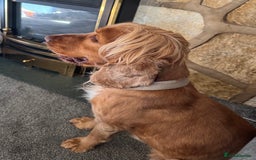 Cocker Spaniel dogs for stud: 🧬 Health Tested Show Type Cocker Spaniel Stud 🧬  - Image 5