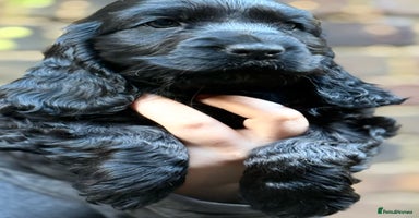 Cocker Spaniel dogs - Advert 10