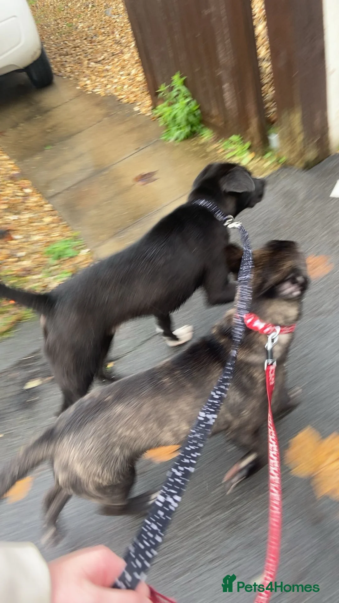 Mixed Breed dogs for sale: 2x male mixed breeds - Advert 2