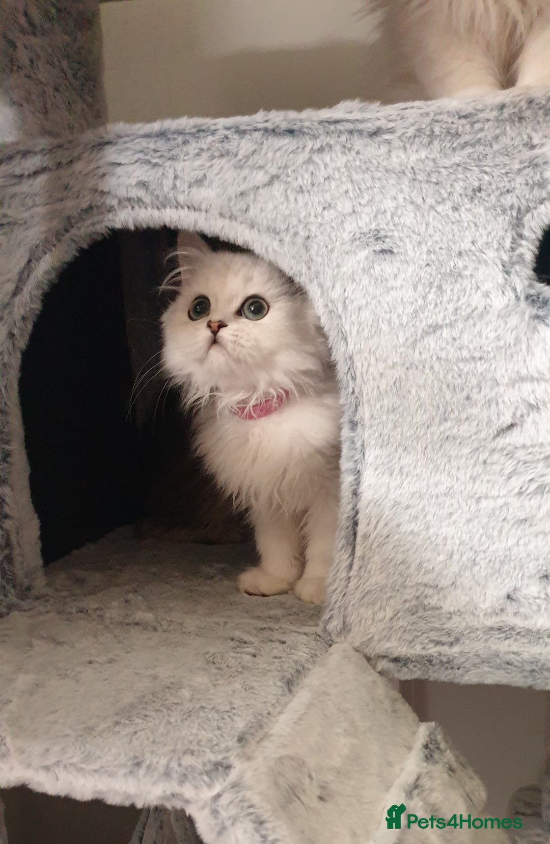 Persian cats for sale: 🌟2 Beautiful Pedigree Chinchilla Persian Kitten🌟 - Image 4