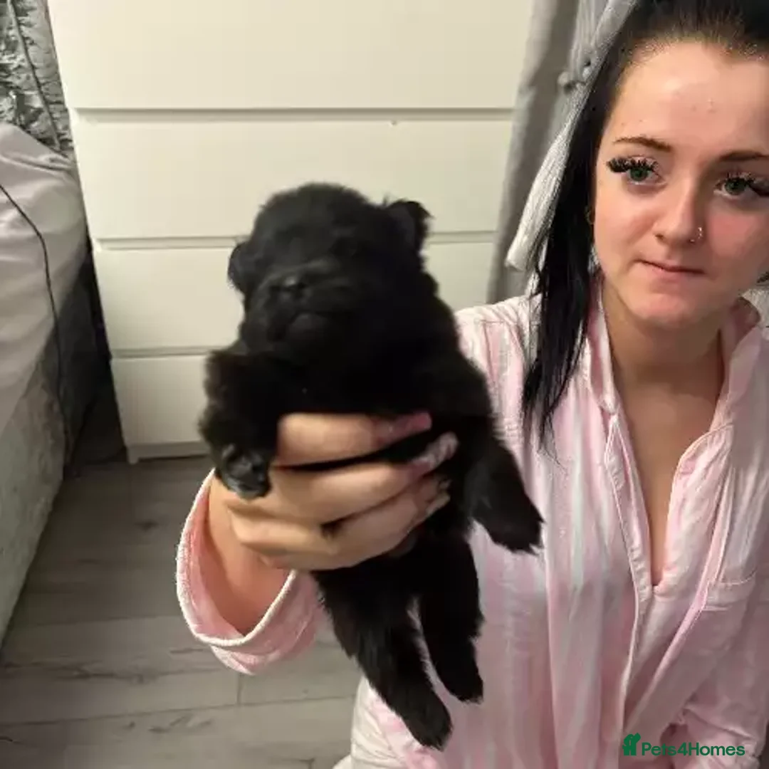 Pomeranian dogs for sale: 3 Female / 1 Male Pomeranian puppies for sale - Advert 1