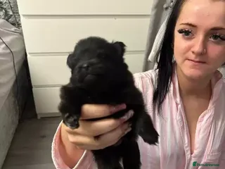 Pomeranian dogs 3 Female / 1 Male Pomeranian puppies for sale - Advert 1