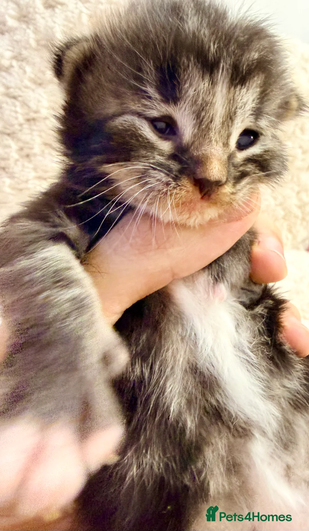 Siberian cats for sale: ✨ Stunning Siberian Neva Masquerade Kittens ✨ - Advert 6