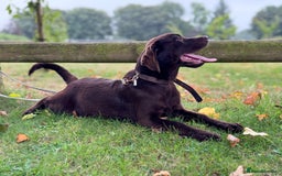 Labrador Retriever dogs for sale: Beautiful Dark Chocolate Labrador Retriever Bitch  - Image 7