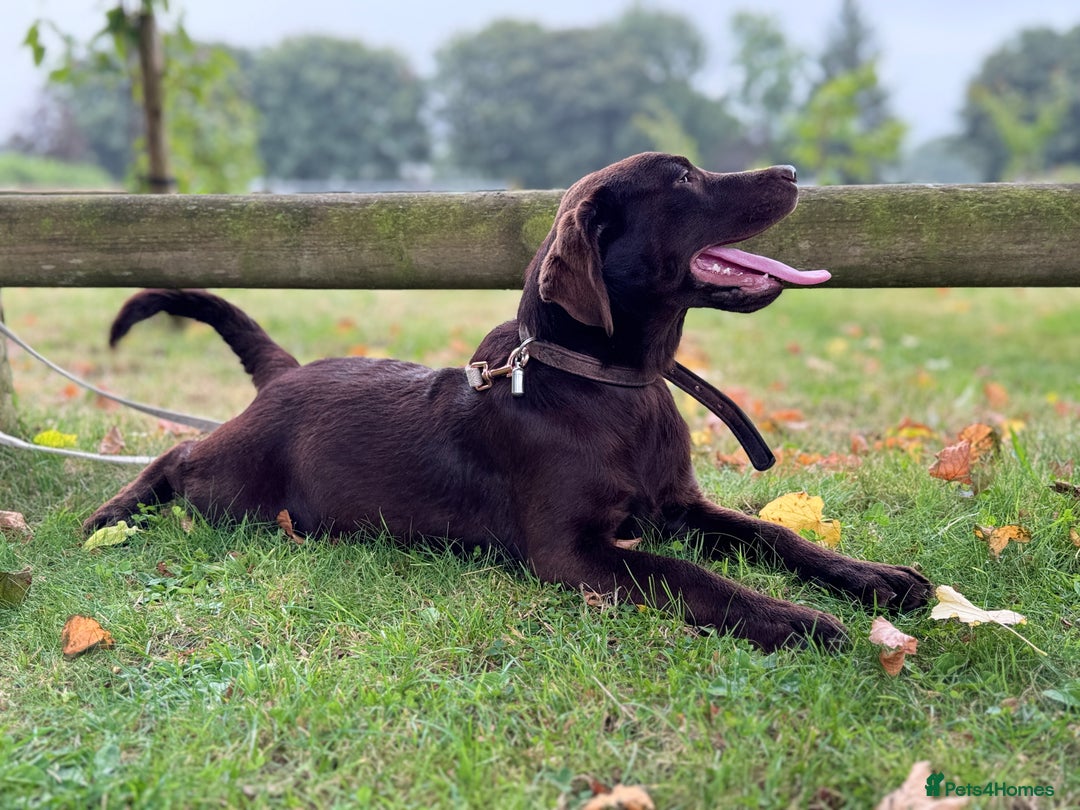 Labrador Retriever dogs for sale: Beautiful Dark Chocolate Labrador Retriever Bitch  - Image 7
